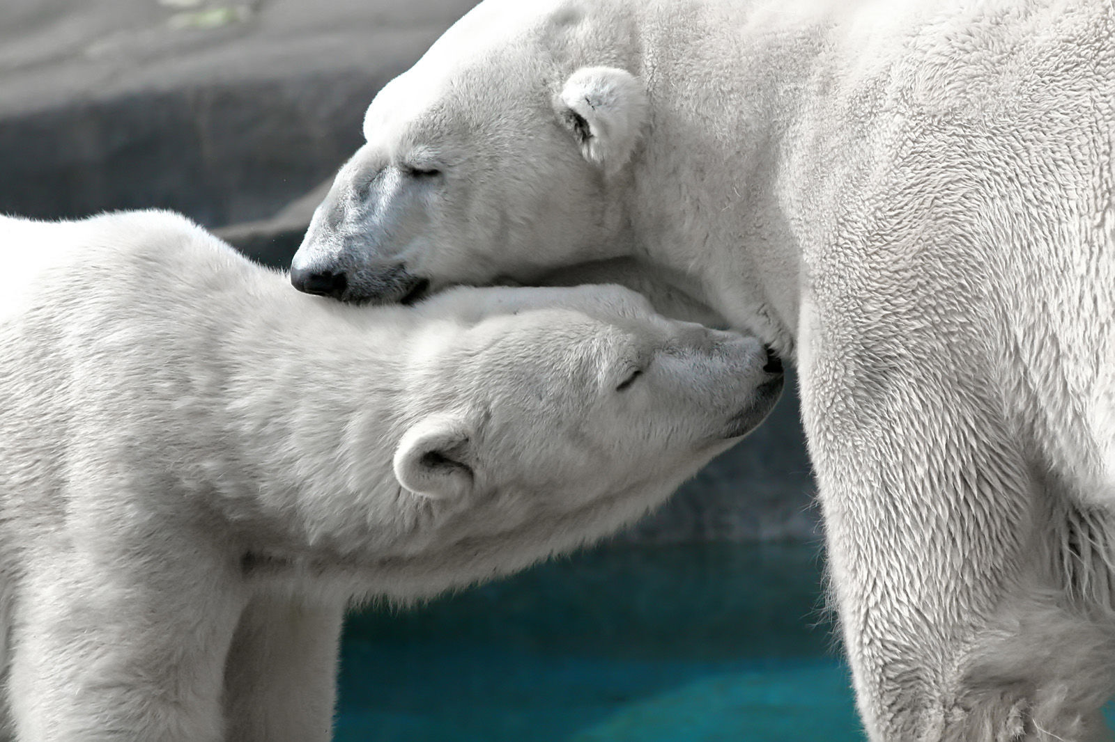 Polar bears